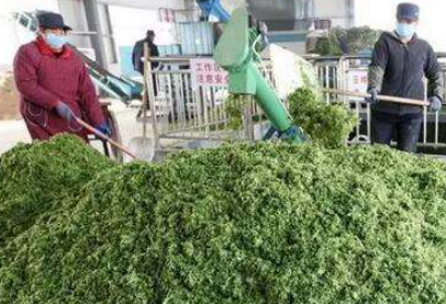 大量幾百噸廢棄菜葉回收利用生產(chǎn)工藝，果蔬垃圾廢菜葉怎么處理？